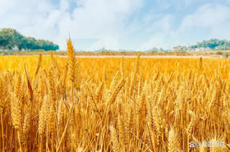 2022年小麦及小麦粉市场回顾及2023年展望